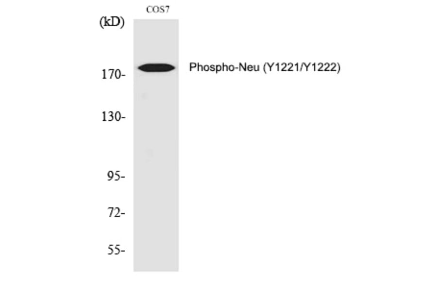 Western blot - Neu (Phospho-Tyr1221/Tyr1222) Polyclonal Antibody from Signalway Antibody (12347) - Antibodies.com