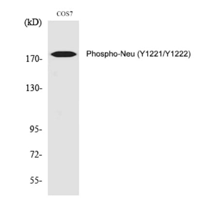 Western blot - Neu (Phospho-Tyr1221/Tyr1222) Polyclonal Antibody from Signalway Antibody (12347) - Antibodies.com