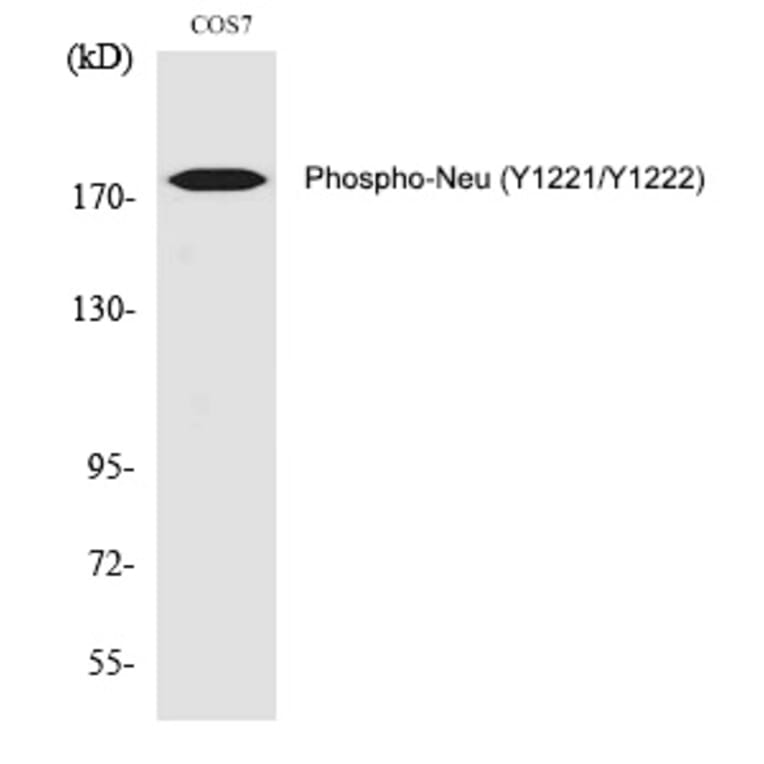 Western blot - Neu (Phospho-Tyr1221/Tyr1222) Polyclonal Antibody from Signalway Antibody (12347) - Antibodies.com