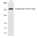 Western blot - Neu (Phospho-Tyr1221/Tyr1222) Polyclonal Antibody from Signalway Antibody (12347) - Antibodies.com