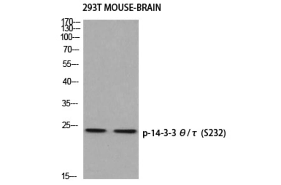 Western blot - 14-3-3 θ/τ (Phospho-Ser232) Polyclonal Antibody from Signalway Antibody - Antibodies.com