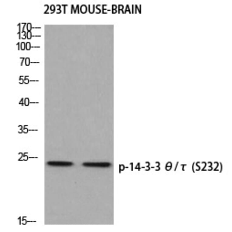 Western blot - 14-3-3 θ/τ (Phospho-Ser232) Polyclonal Antibody from Signalway Antibody - Antibodies.com