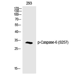 Western blot - Caspase-6 (Phospho-Ser257) Polyclonal Antibody from Signalway Antibody (12187) - Antibodies.com