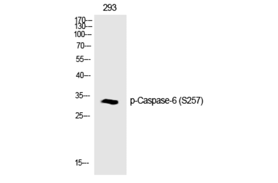 Western blot - Caspase-6 (Phospho-Ser257) Polyclonal Antibody from Signalway Antibody (12187) - Antibodies.com