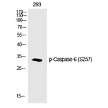 Western blot - Caspase-6 (Phospho-Ser257) Polyclonal Antibody from Signalway Antibody (12187) - Antibodies.com