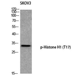 Western blot - Histone H1 (Phospho-Thr17) Polyclonal Antibody from Signalway Antibody (12365) - Antibodies.com