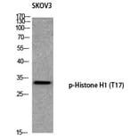 Western blot - Histone H1 (Phospho-Thr17) Polyclonal Antibody from Signalway Antibody (12365) - Antibodies.com