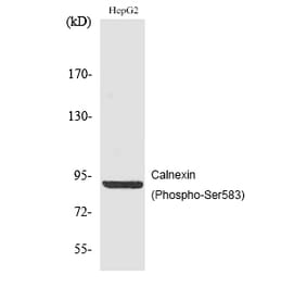 Western blot - Calnexin (Phospho-Ser583) Polyclonal Antibody from Signalway Antibody (12186) - Antibodies.com