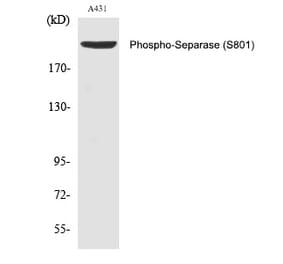 Western blot - Separase (Phospho-Ser801) Polyclonal Antibody from Signalway Antibody (12353) - Antibodies.com