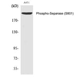 Western blot - Separase (Phospho-Ser801) Polyclonal Antibody from Signalway Antibody (12353) - Antibodies.com