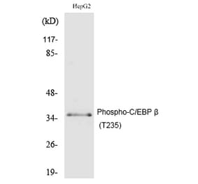 Western blot - C/EBP β (Phospho-Thr235) Polyclonal Antibody from Signalway Antibody (12185) - Antibodies.com