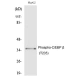 Western blot - C/EBP β (Phospho-Thr235) Polyclonal Antibody from Signalway Antibody (12185) - Antibodies.com