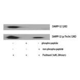 Western blot - DARPP-32 (Phospho-Thr34) Polyclonal Antibody from Signalway Antibody (12369) - Antibodies.com