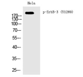 Western blot - ErbB-3 (Phospho-Tyr1289) Polyclonal Antibody from Signalway Antibody (12386) - Antibodies.com