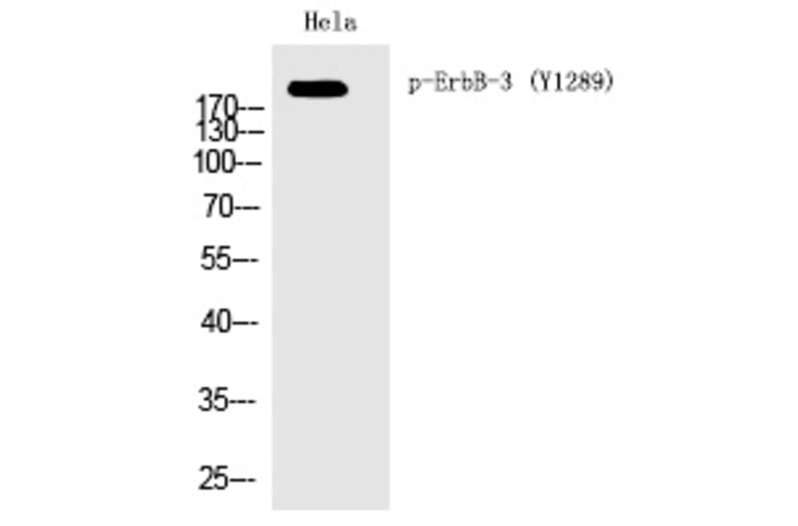 Western blot - ErbB-3 (Phospho-Tyr1289) Polyclonal Antibody from Signalway Antibody (12386) - Antibodies.com