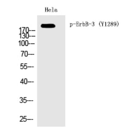 Western blot - ErbB-3 (Phospho-Tyr1289) Polyclonal Antibody from Signalway Antibody (12386) - Antibodies.com