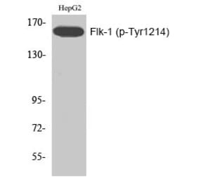 Western blot - Flk-1 (Phospho-Tyr1214) Polyclonal Antibody from Signalway Antibody (12197) - Antibodies.com