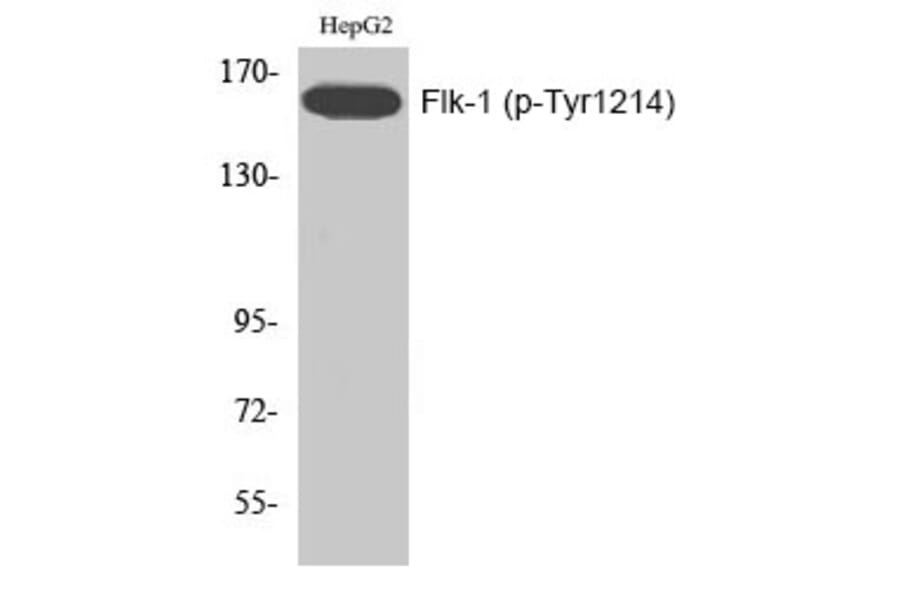 Western blot - Flk-1 (Phospho-Tyr1214) Polyclonal Antibody from Signalway Antibody (12197) - Antibodies.com