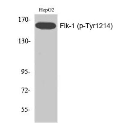 Western blot - Flk-1 (Phospho-Tyr1214) Polyclonal Antibody from Signalway Antibody (12197) - Antibodies.com