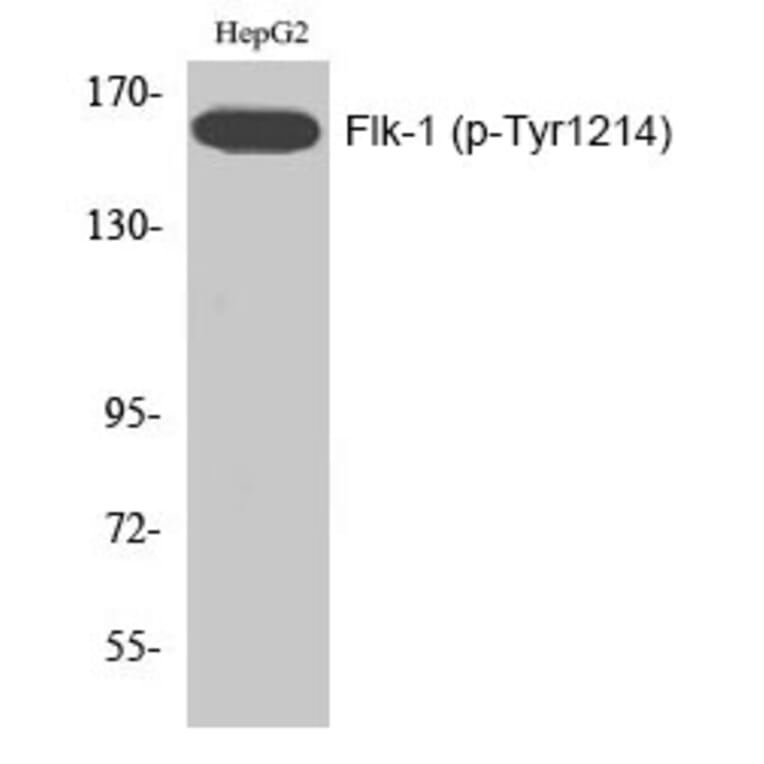 Western blot - Flk-1 (Phospho-Tyr1214) Polyclonal Antibody from Signalway Antibody (12197) - Antibodies.com