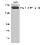 Western blot - Flk-1 (Phospho-Tyr1214) Polyclonal Antibody from Signalway Antibody (12197) - Antibodies.com