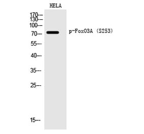 Western blot - FoxO3A (Phospho-Ser253) Polyclonal Antibody from Signalway Antibody (12199) - Antibodies.com