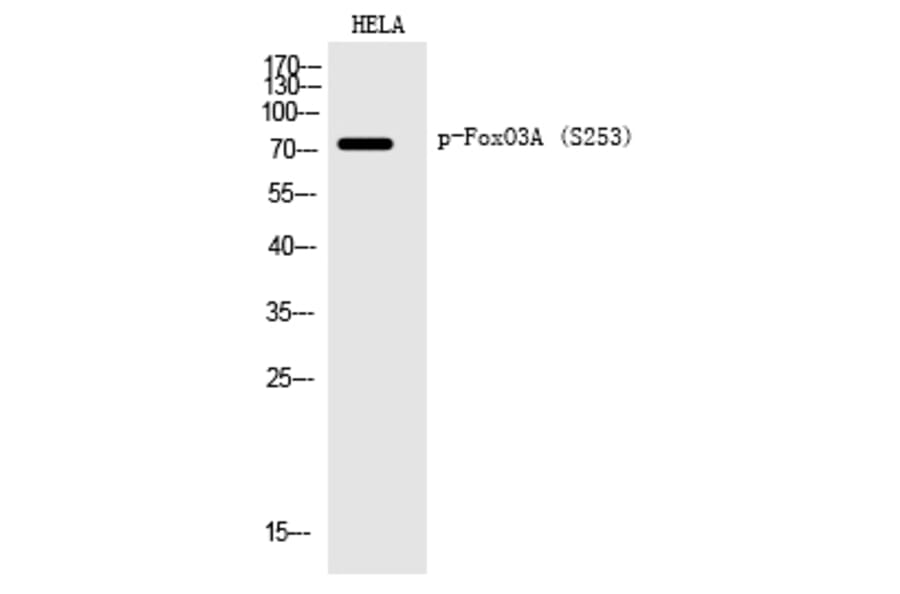 Western blot - FoxO3A (Phospho-Ser253) Polyclonal Antibody from Signalway Antibody (12199) - Antibodies.com