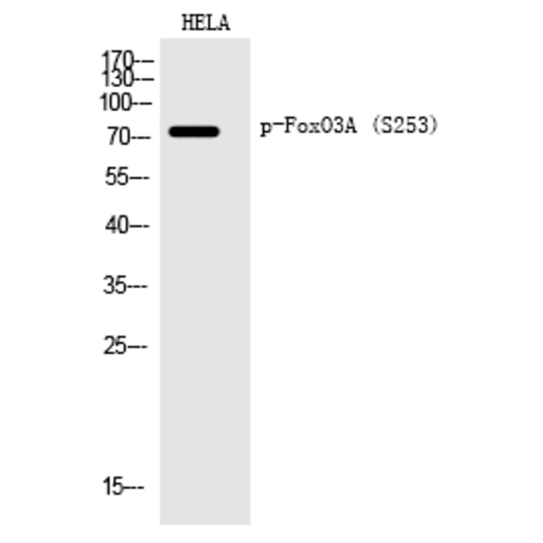 Western blot - FoxO3A (Phospho-Ser253) Polyclonal Antibody from Signalway Antibody (12199) - Antibodies.com