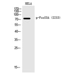 Western blot - FoxO3A (Phospho-Ser253) Polyclonal Antibody from Signalway Antibody (12199) - Antibodies.com