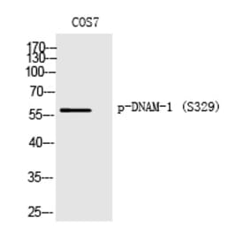 Western blot - DNAM-1 (Phospho-Ser329) Polyclonal Antibody from Signalway Antibody (12361) - Antibodies.com