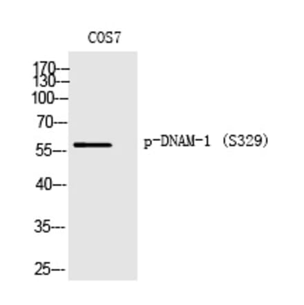 Western blot - DNAM-1 (Phospho-Ser329) Polyclonal Antibody from Signalway Antibody (12361) - Antibodies.com
