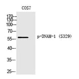 Western blot - DNAM-1 (Phospho-Ser329) Polyclonal Antibody from Signalway Antibody (12361) - Antibodies.com