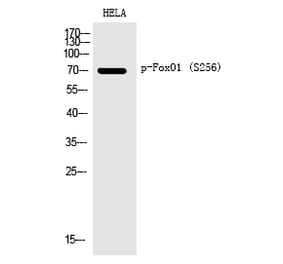 Western blot - FoxO1 (Phospho-Ser256) Polyclonal Antibody from Signalway Antibody (12198) - Antibodies.com