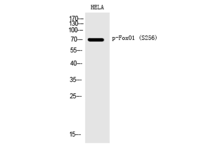 Western blot - FoxO1 (Phospho-Ser256) Polyclonal Antibody from Signalway Antibody (12198) - Antibodies.com