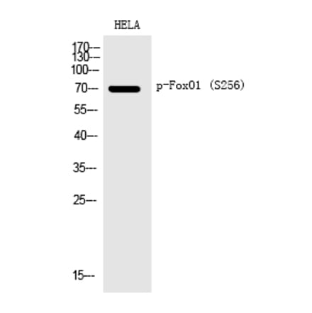 Western blot - FoxO1 (Phospho-Ser256) Polyclonal Antibody from Signalway Antibody (12198) - Antibodies.com