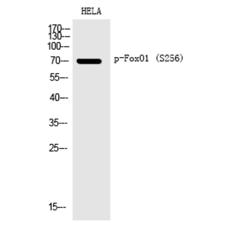 Western blot - FoxO1 (Phospho-Ser256) Polyclonal Antibody from Signalway Antibody (12198) - Antibodies.com