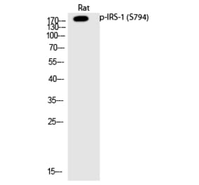 Western blot - IRS-1 (Phospho-Ser794) Polyclonal Antibody from Signalway Antibody (12204) - Antibodies.com