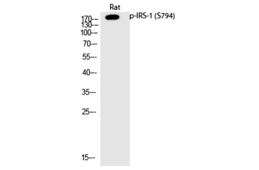Western blot - IRS-1 (Phospho-Ser794) Polyclonal Antibody from Signalway Antibody (12204) - Antibodies.com