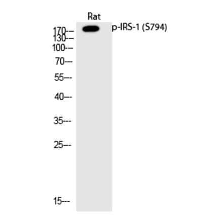 Western blot - IRS-1 (Phospho-Ser794) Polyclonal Antibody from Signalway Antibody (12204) - Antibodies.com