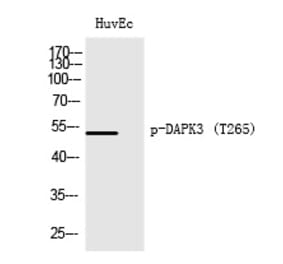 Western blot - DAPK3 (Phospho-Thr265) Polyclonal Antibody from Signalway Antibody (12271) - Antibodies.com