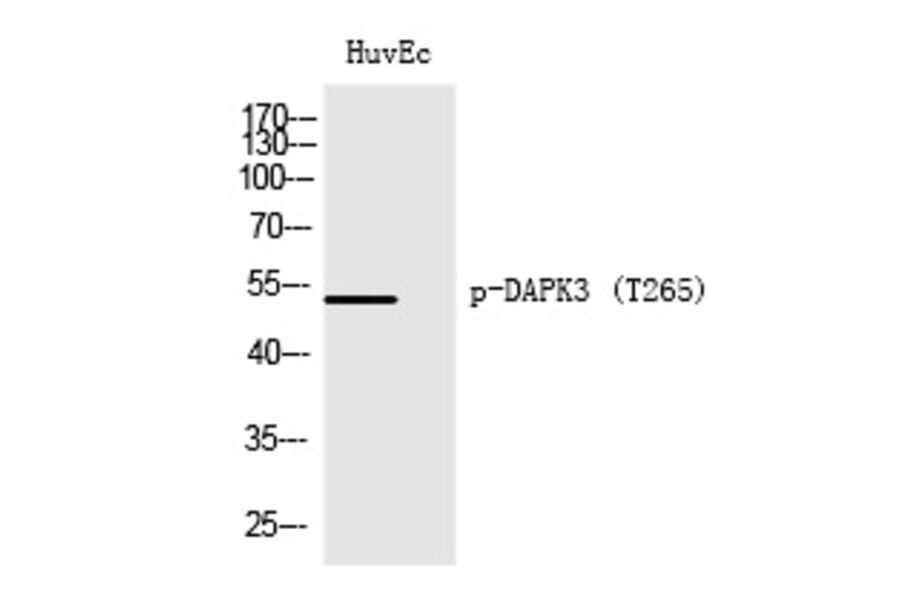 Western blot - DAPK3 (Phospho-Thr265) Polyclonal Antibody from Signalway Antibody (12271) - Antibodies.com