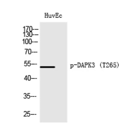 Western blot - DAPK3 (Phospho-Thr265) Polyclonal Antibody from Signalway Antibody (12271) - Antibodies.com