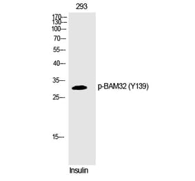 Western blot - BAM32 (Phospho-Tyr139) Polyclonal Antibody from Signalway Antibody (12272) - Antibodies.com