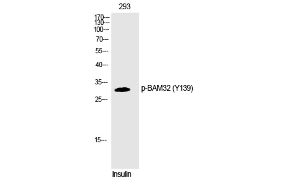 Western blot - BAM32 (Phospho-Tyr139) Polyclonal Antibody from Signalway Antibody (12272) - Antibodies.com