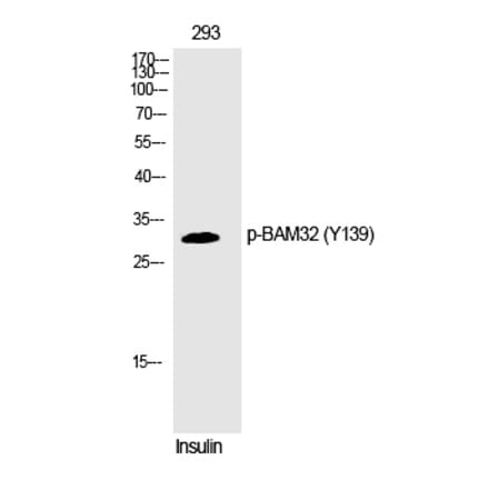 Western blot - BAM32 (Phospho-Tyr139) Polyclonal Antibody from Signalway Antibody (12272) - Antibodies.com