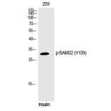 Western blot - BAM32 (Phospho-Tyr139) Polyclonal Antibody from Signalway Antibody (12272) - Antibodies.com