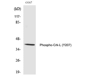 Western blot - Crk-L (Phospho-Tyr207) Polyclonal Antibody from Signalway Antibody (12350) - Antibodies.com