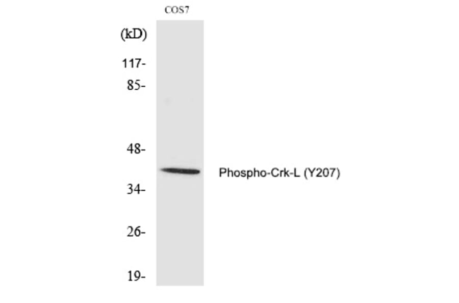 Western blot - Crk-L (Phospho-Tyr207) Polyclonal Antibody from Signalway Antibody (12350) - Antibodies.com