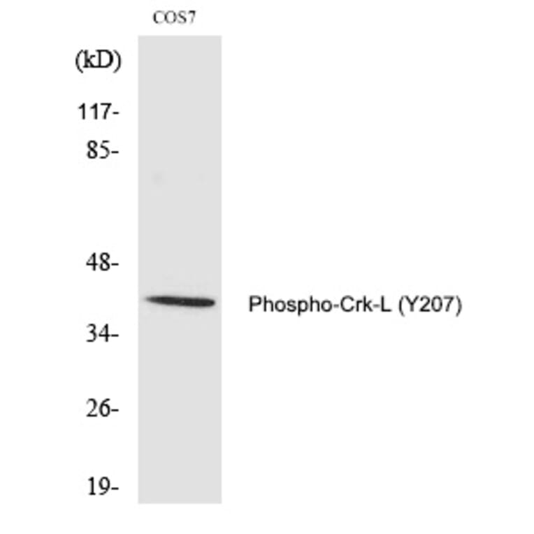 Western blot - Crk-L (Phospho-Tyr207) Polyclonal Antibody from Signalway Antibody (12350) - Antibodies.com