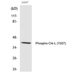 Western blot - Crk-L (Phospho-Tyr207) Polyclonal Antibody from Signalway Antibody (12350) - Antibodies.com